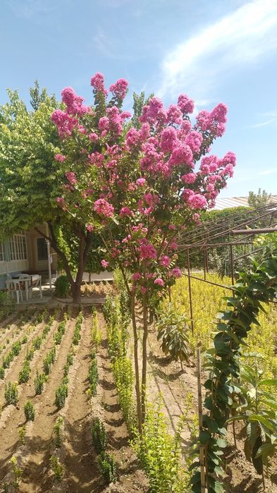 Бульдонеш.      вюшая р о за   .ПовлоняШтампова роза.    Инд ийский.Си