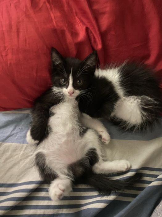 Котенок мальчик полтора месяца