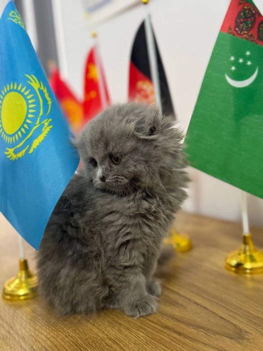 2 ойлик шотландский котёнок 100$ (латок корм и песок)