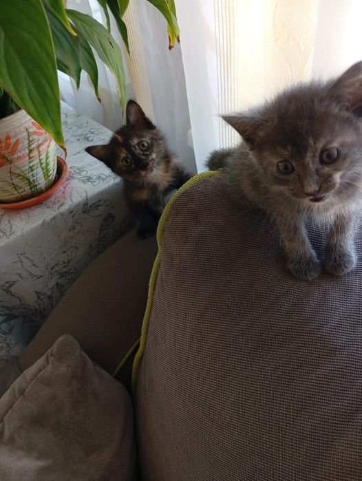 Ищут дом пушистые комочки!