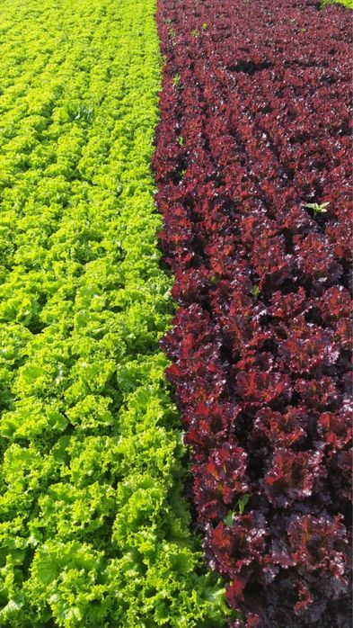 Зелень 50.до 1000