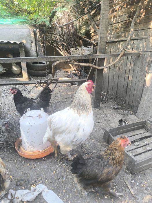 Продам петухов ,гусей и уток