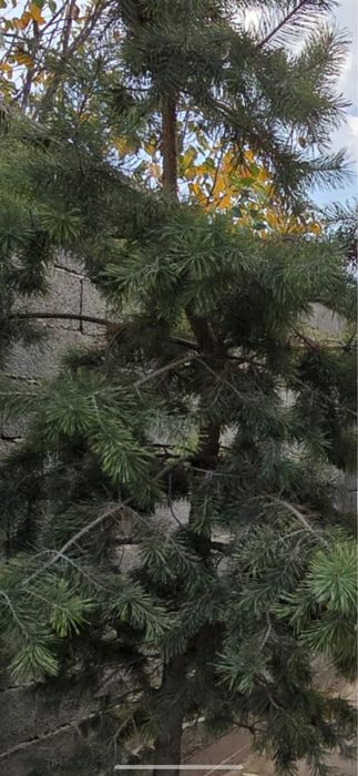 Нуртас.  мур   , кирпичный дом продается