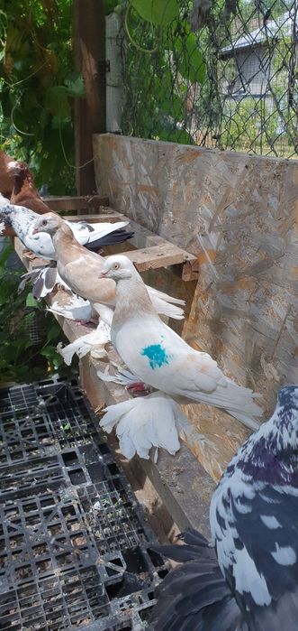 Голуби бойные разных мастей