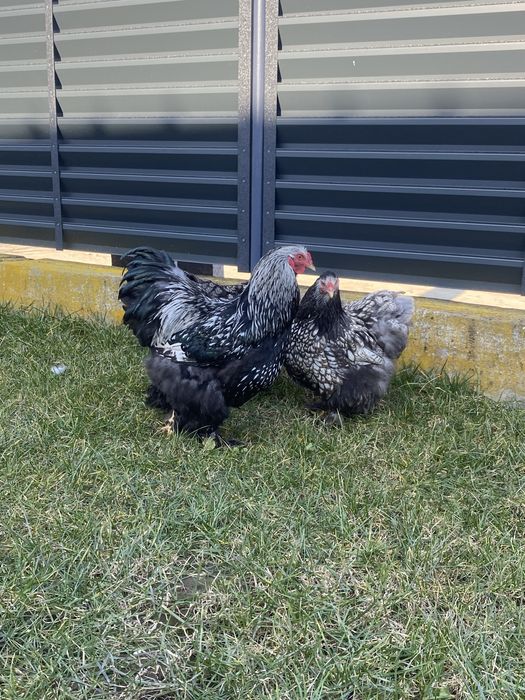 Brahma silver laced!