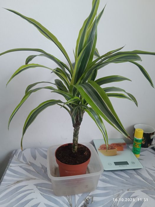 Продам комнатные цветы