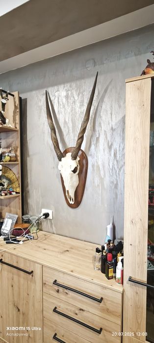 Последна ЦЕНА 500 лв. Ловен трофей.Антилопа Еланд