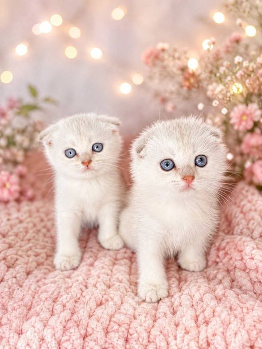Продаются котята шотландской породы