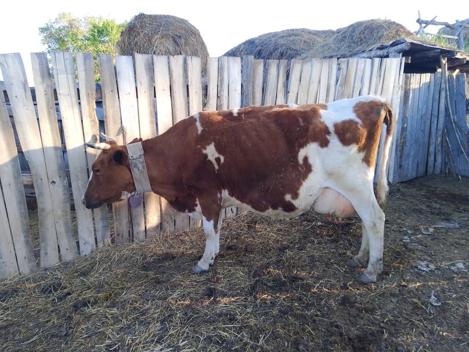 Сүттілі сиыр сатылады.