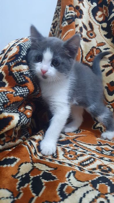 Котят в добрые ручки
