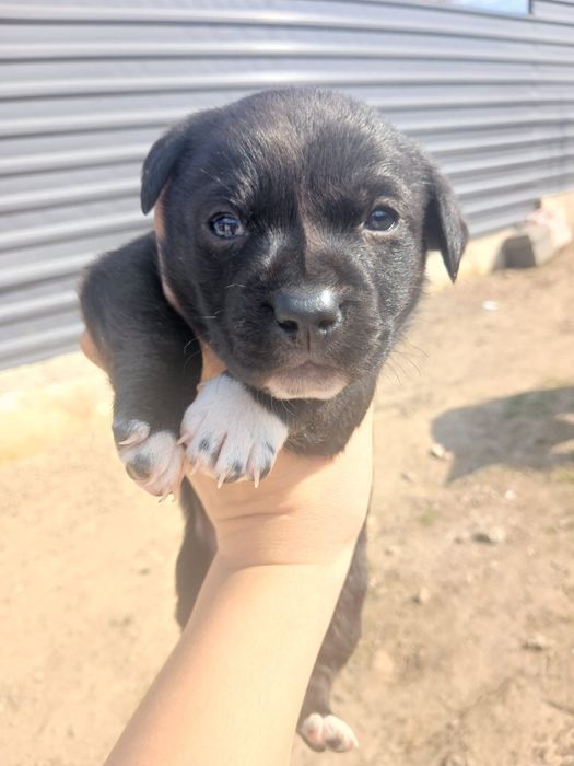 Donez cainii 5 baieti si 1 fata