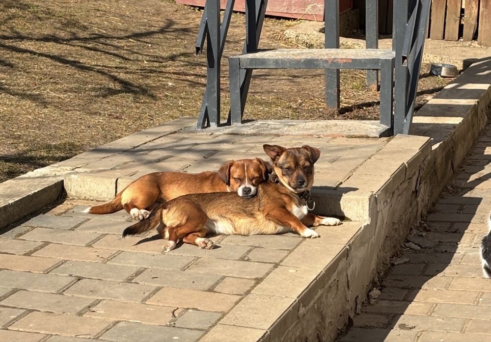 Donez cateluse de 1 an jumatate, vaccinate , de talie mica , astept mesaj pentru detalii