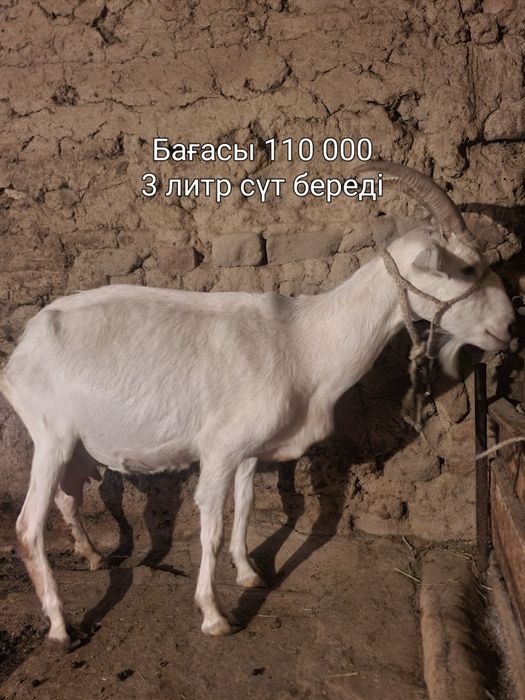 ПОРОДА ЕШКІ,лақтар ТЕКЕ сатылады