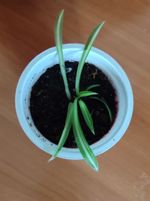Продам хлорофитум, алое и т.д.
