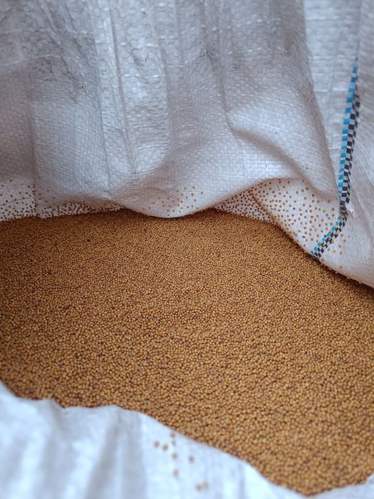 Продам семена горчицы для посева