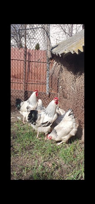 Vand ouă pentru incubat rasă Sussex HD