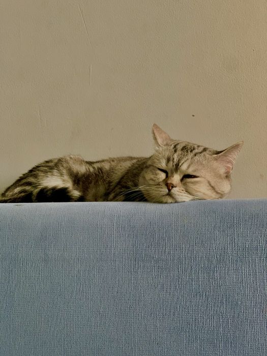 Продам кота скотишш-страйт