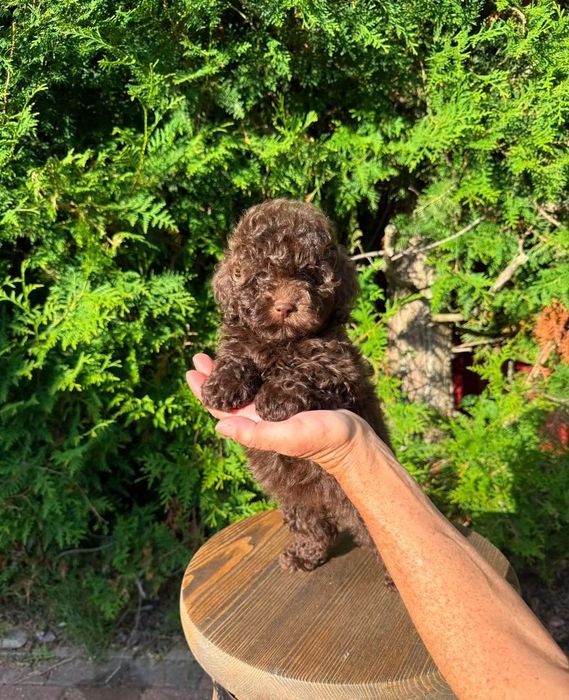 Pudel Caniche ciocolatiu – 7 săptămâni