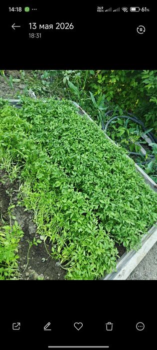 Продажа рассады помидоров