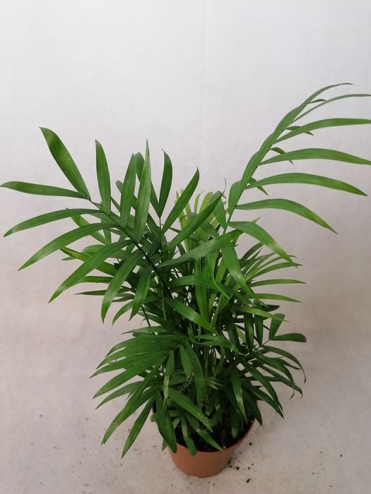 Стайни зелени цветя