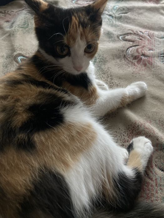 Отдам в хорошие руки