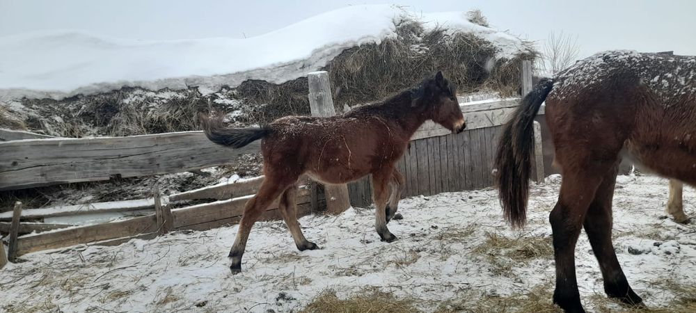 Тай еркек сатылат 3 бас