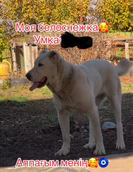 Девочка мощная супертяж алабай