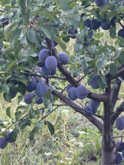 Prune Top Taste: prune premium cu dulceață naturală supremă