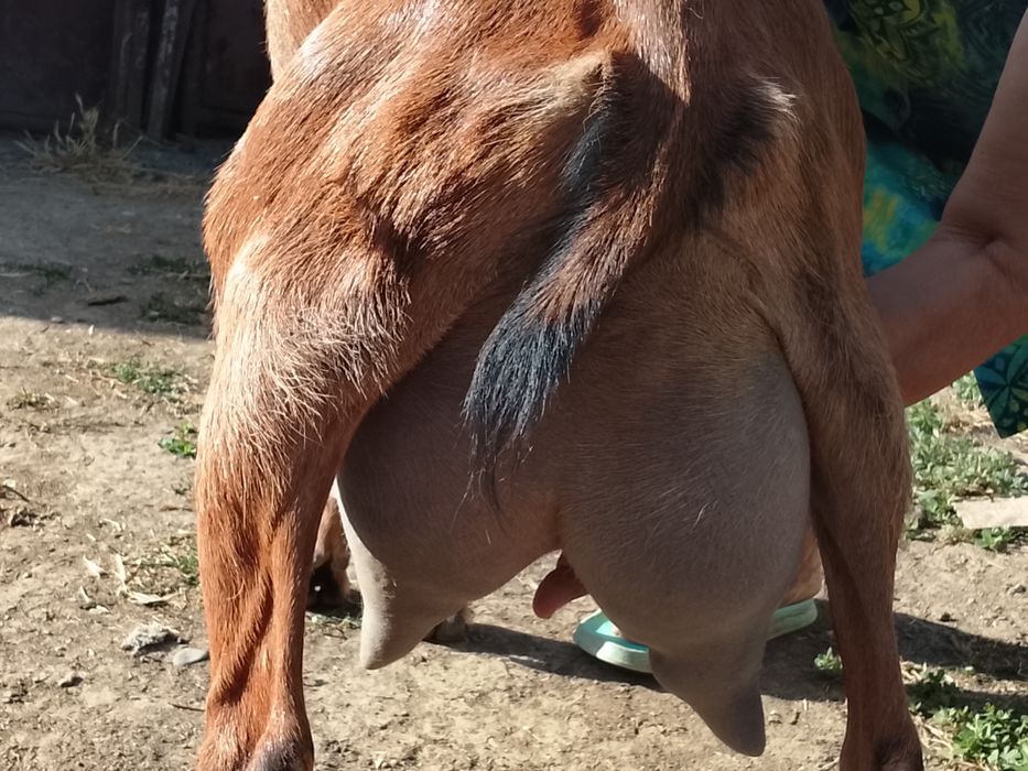 Vând capra buna de lapte alpino franceza