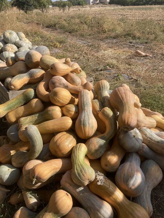 Тикви за животни