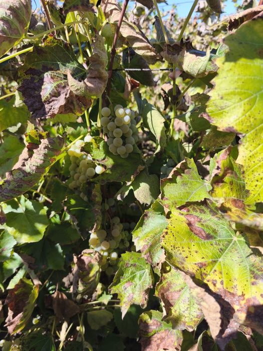 Vand struguri hibrid (producator ,balana,blanc)