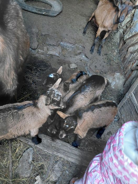 Vand iedite alpine franceze