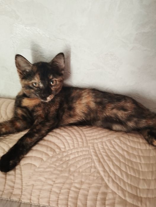 Кошечка 3.5 месяца