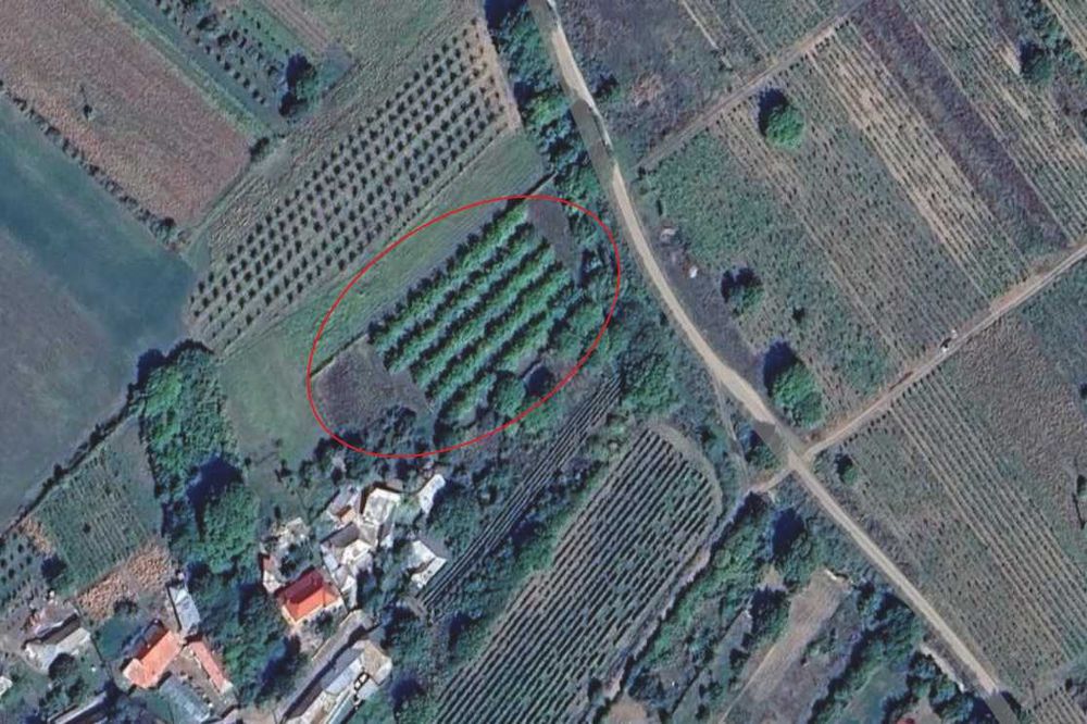 Vand livada nuci soi Frantuzesc (pomi 15 ani)