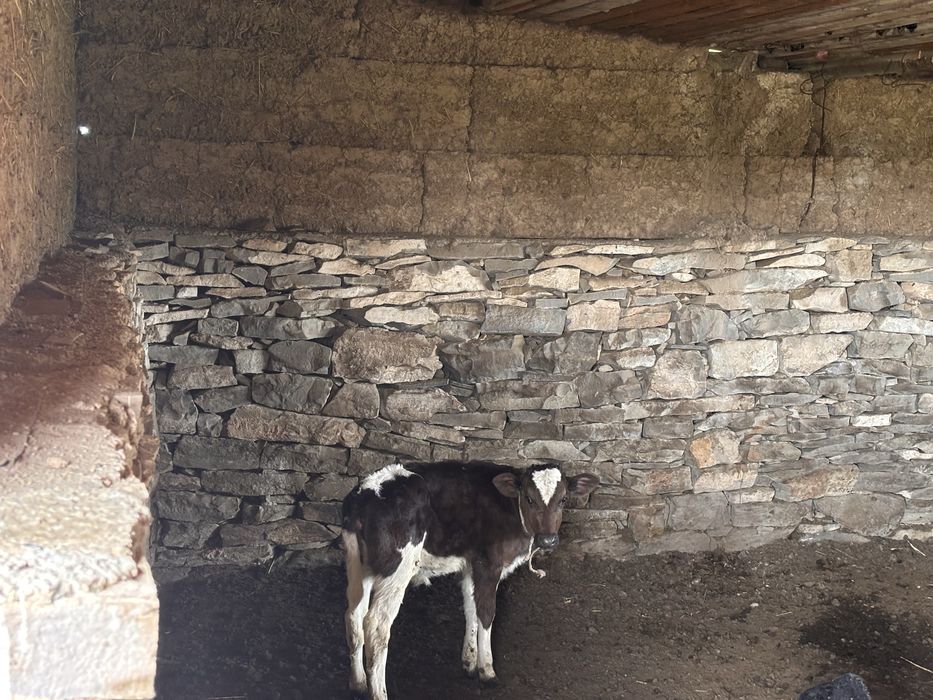 Дойная корова крупная