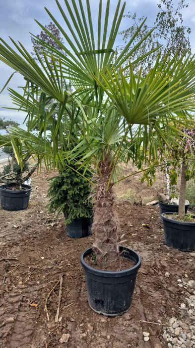 Iarba de pampas  bambus