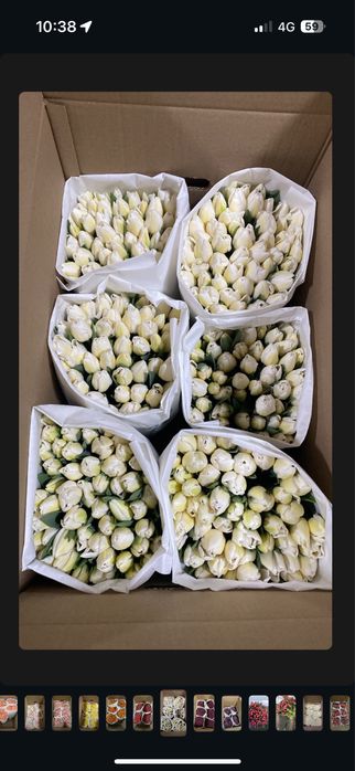 Тюльпаны к 8 марта