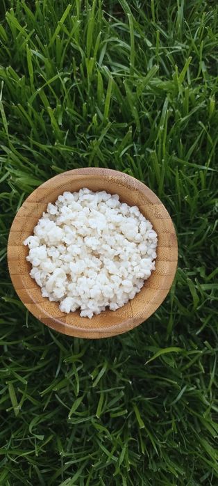 Ciuperca Tibetana KEFIR