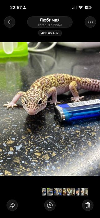 Эублефар улыбающееся ящерица