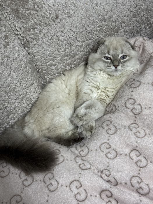 Мушук сотилади Хейланд фолд.