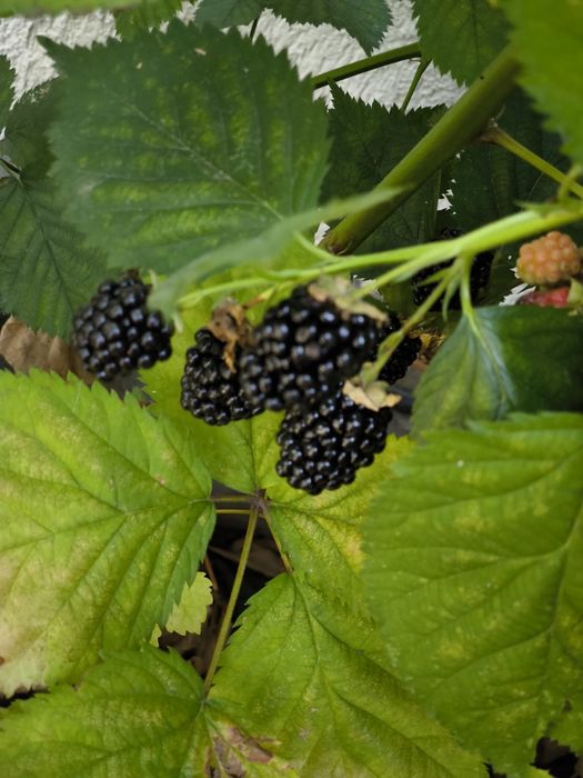 Butas ghiveci mur mure anul 4 produce in primavara