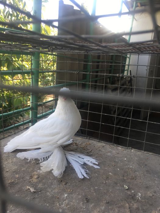 Продам белого самца молодой