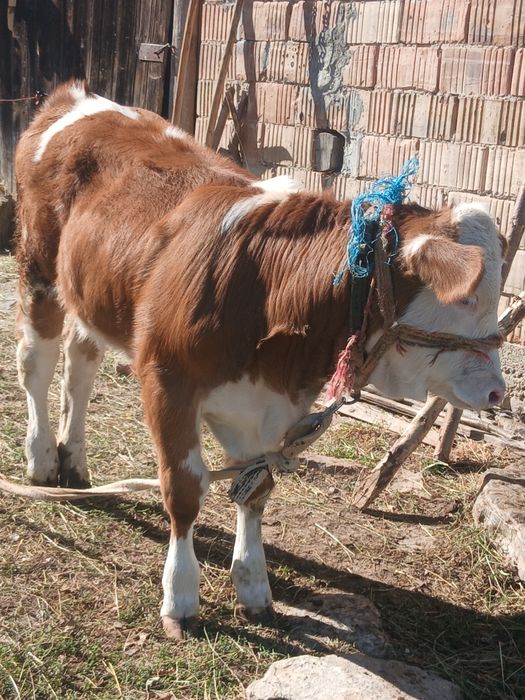 Vând vițeauă de 3 luni.