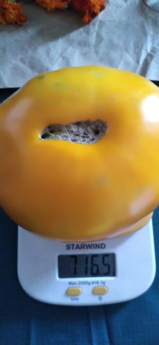 СЕМЕНА  томатов,  сорта разные(не гибриды)