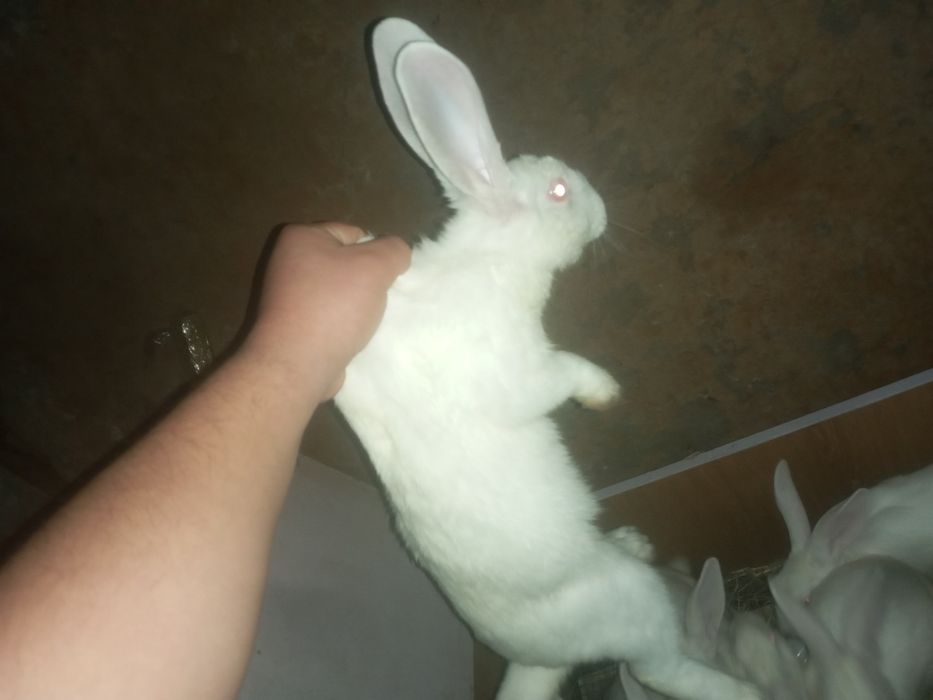 Hikol quyon 8ta urgochi 1 erkak bonus