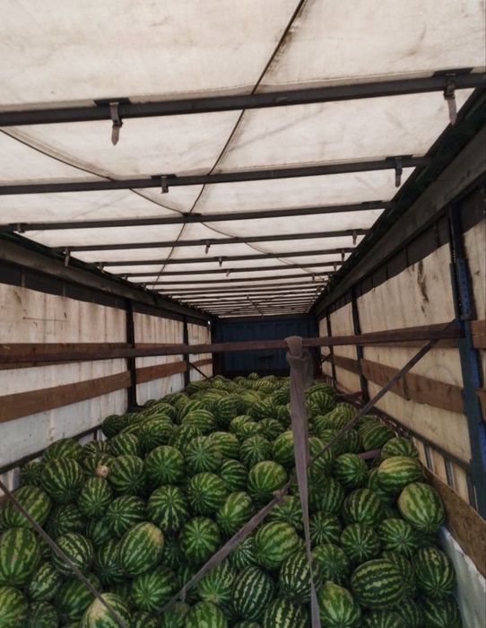 Продам арбузы с поля