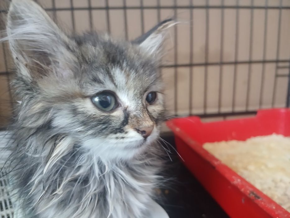 Котята, около 1,5 месяцев