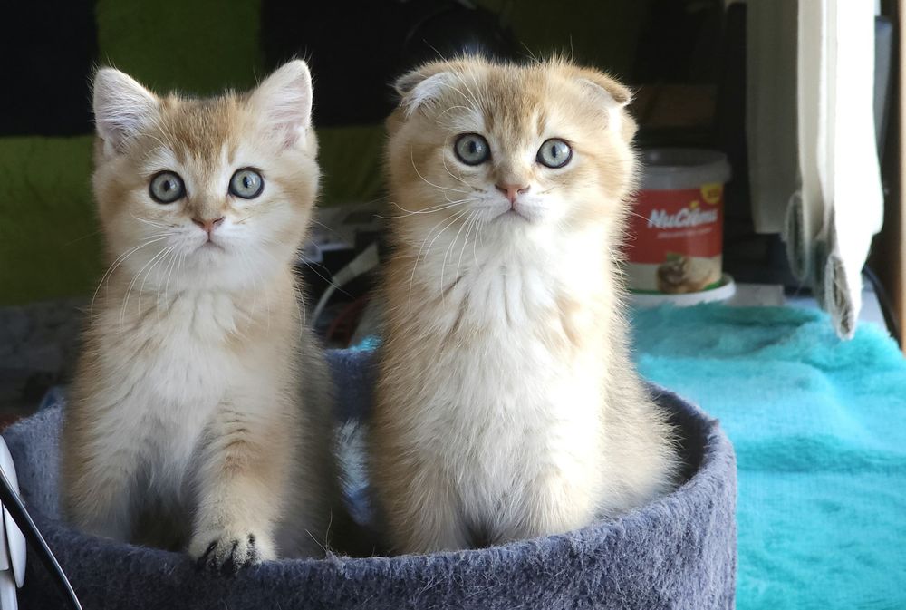 Британски котенца