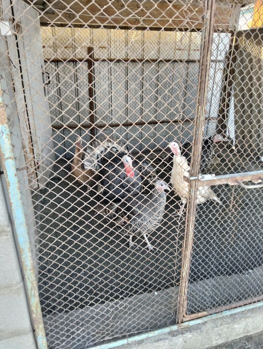 Продам индюков ..