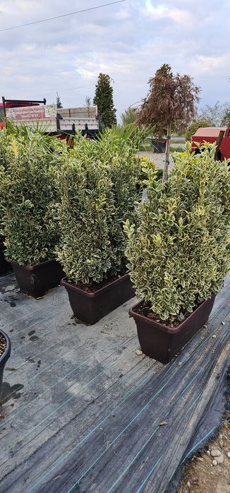 Plante Ornamentale diferite specialități tuia magnoli artar
